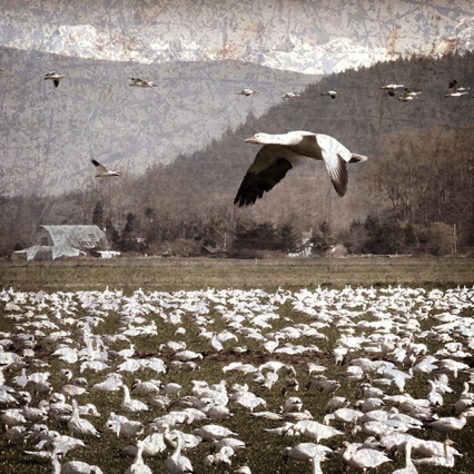 Snow Geese at Fir Island 15x15 Snow Geese at Fir Island 15x15